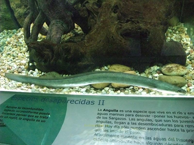 Anguila en la Casa del río, Valladolid
