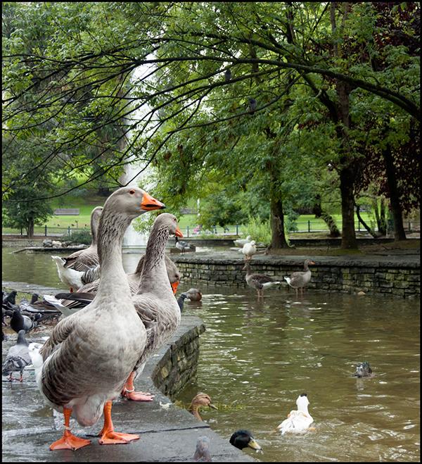Estanque, Parque de Doña Casilda, Bilbao