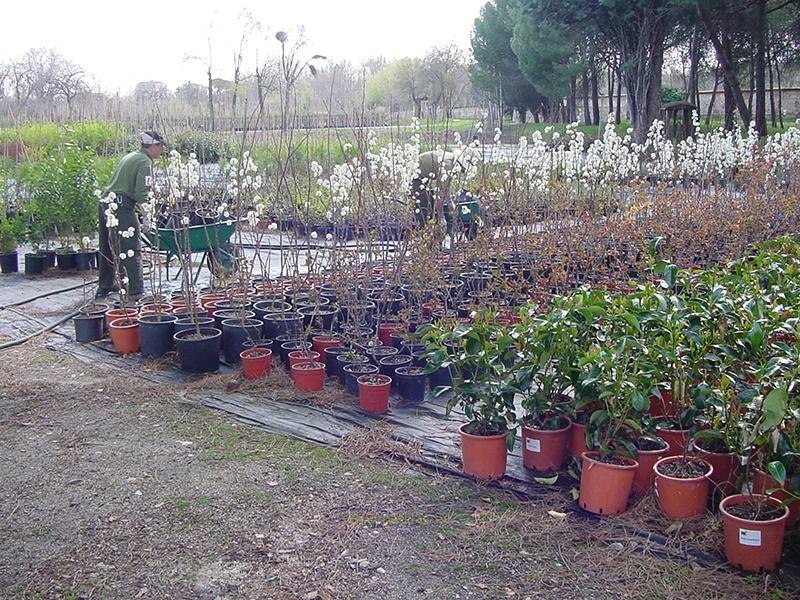 Vivero Casa de Campo, Madrid