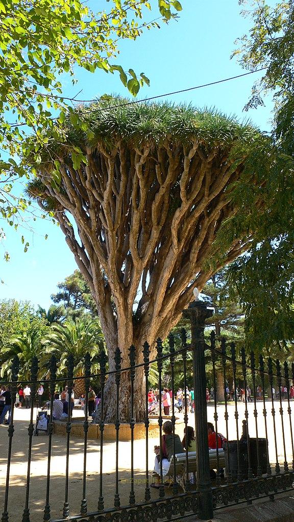 Drago centenario, parque Genovés de Cádiz