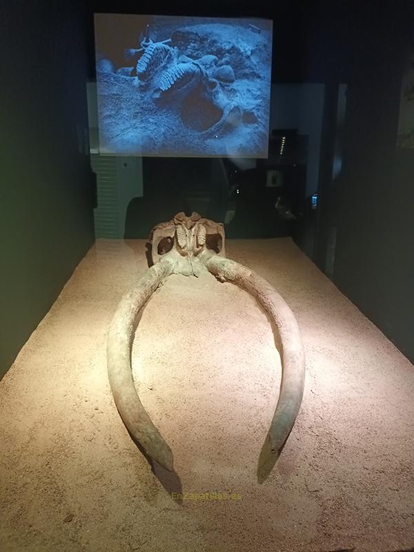 Cráneo de elefante del pleistoceno, encontrado en Villaverde, Madrid