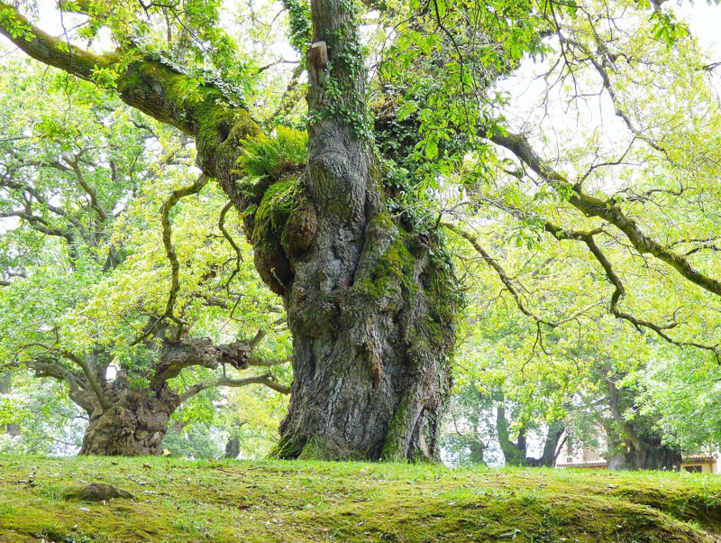 Carbayera del Tragamón, Gijón